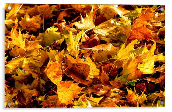 Autumn Colours Acrylic by Iain Mavin