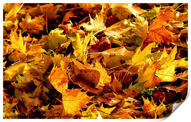 Autumn Colours Print by Iain Mavin