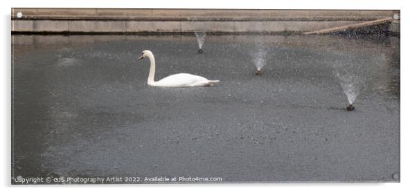 Swan Enjoying the Fountain on Hot July Day Acrylic by GJS Photography Artist