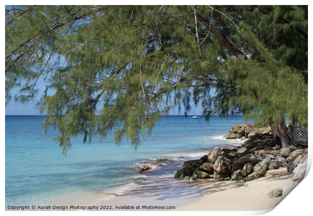 Caribbean Beach Front Tree Print by Aura9 Design Photography