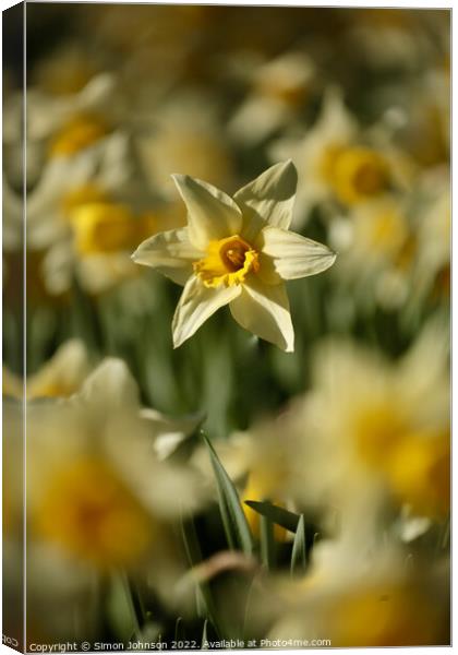 Daffodil flower Canvas Print by Simon Johnson