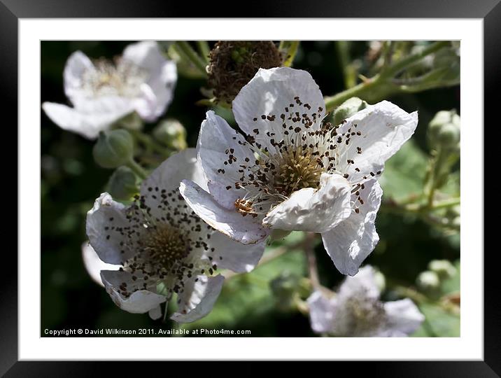 Blackberry Blossom Framed Mounted Print by Dave Wilkinson North Devon Ph