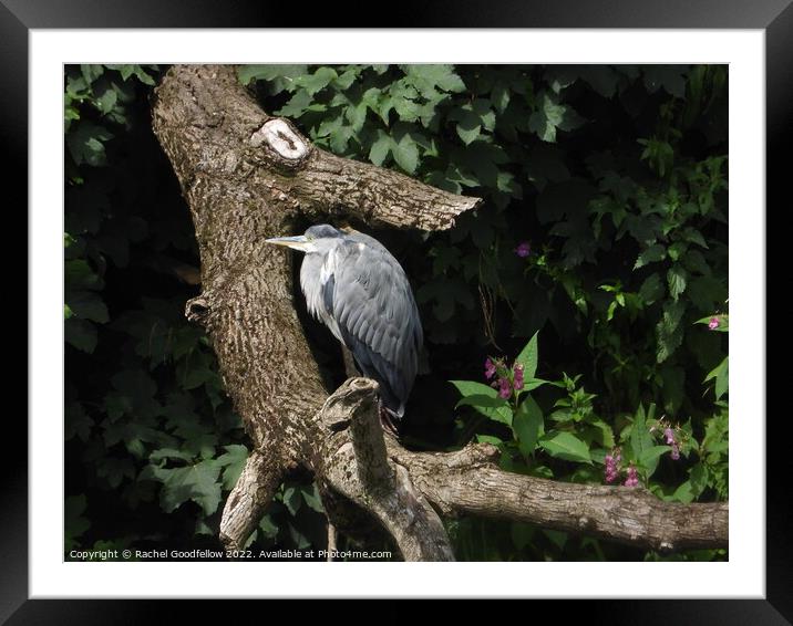 Lurking Heron Framed Mounted Print by Rachel Goodfellow