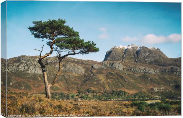 Slioch and Pine Tree, Scotland Canvas Print by Alan Crawford