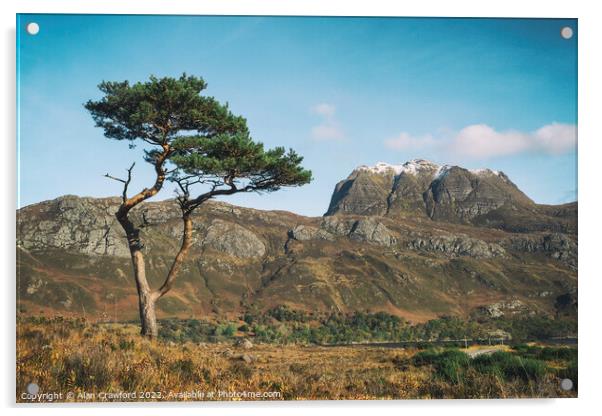 Slioch and Pine Tree, Scotland Acrylic by Alan Crawford
