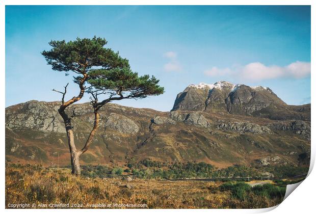 Slioch and Pine Tree, Scotland Print by Alan Crawford