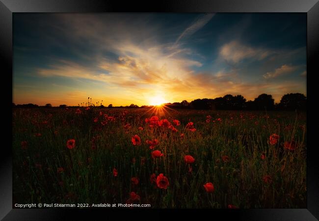 Poppies at sunset Framed Print by Paul Stearman