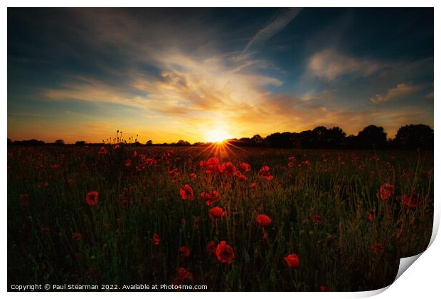 Poppies at sunset Print by Paul Stearman