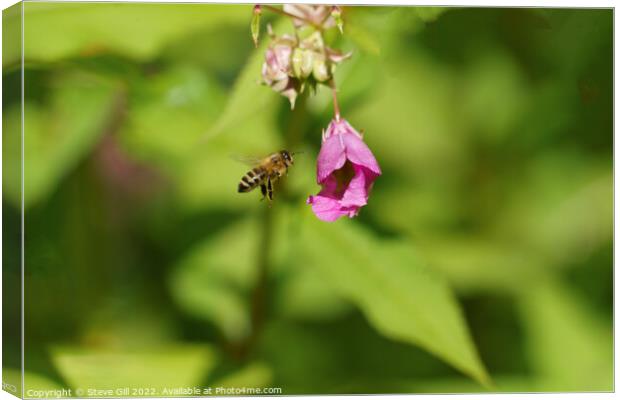Busy Honey Bee in Full Flight.  Canvas Print by Steve Gill