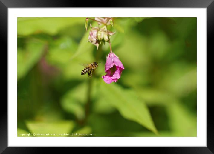Busy Honey Bee in Full Flight.  Framed Mounted Print by Steve Gill