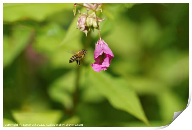 Busy Honey Bee in Full Flight.  Print by Steve Gill