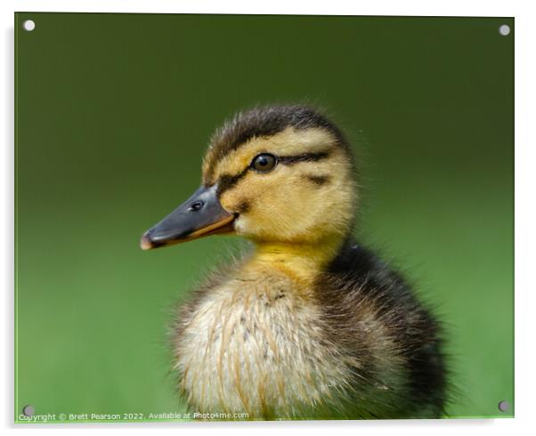 Duckling Acrylic by Brett Pearson