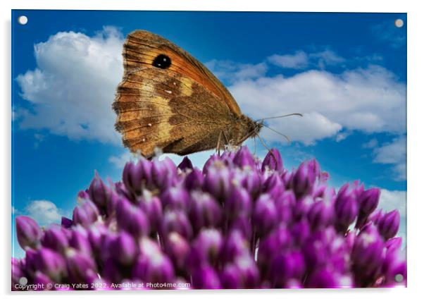 Gatekeeper Butterfly on an Allium Acrylic by Craig Yates