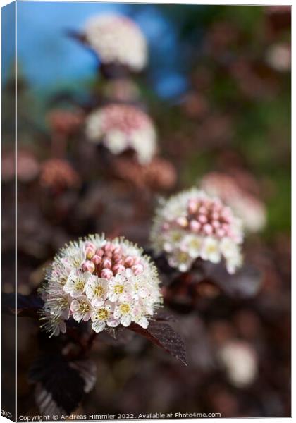 Blossoms of red Ninebark Canvas Print by Andreas Himmler