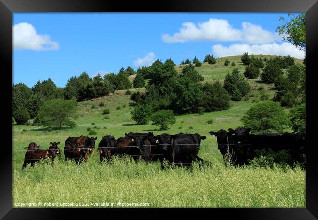Outdoor grass with cows and trees with sky Framed Print by Robert Brozek