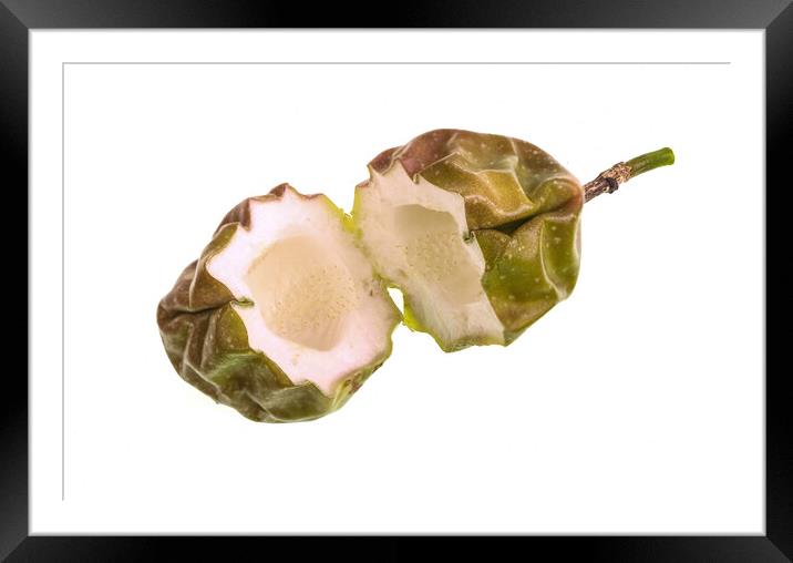 Passionfruit Thick Rind and Empty Casing Framed Mounted Print by Antonio Ribeiro