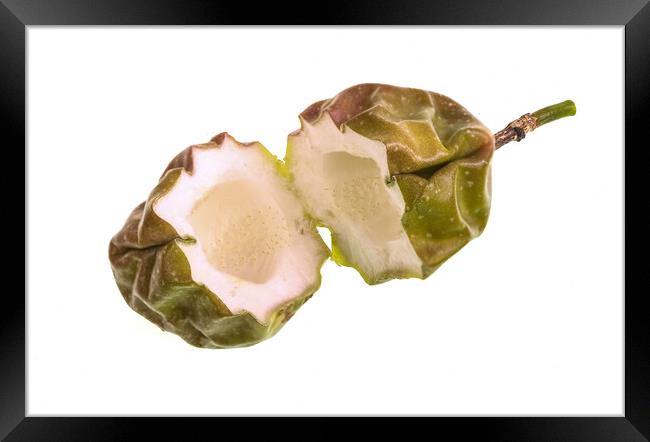 Passionfruit Thick Rind and Empty Casing Framed Print by Antonio Ribeiro