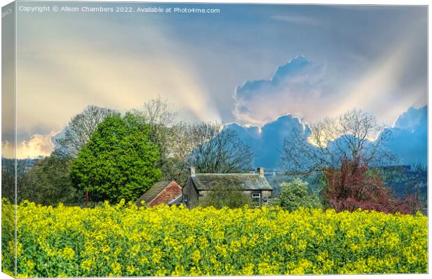 Golden Fields and Silver Linings Canvas Print by Alison Chambers
