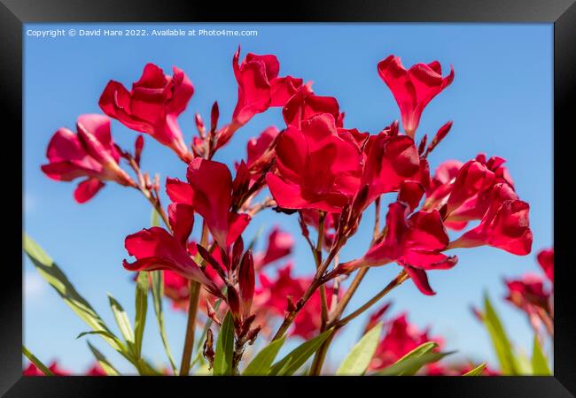 Red Flowers Framed Print by David Hare