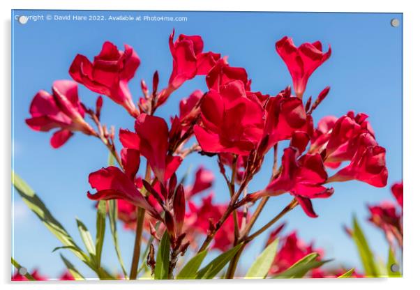 Red Flowers Acrylic by David Hare