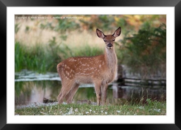 Fallow deer with distinctive white spots Framed Mounted Print by Kevin White