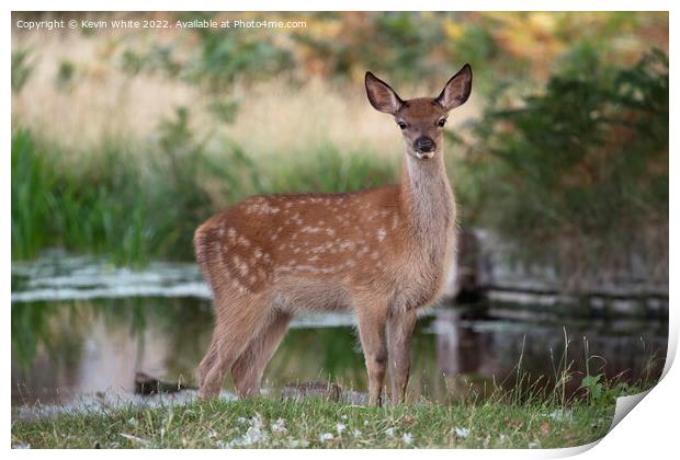 Fallow deer with distinctive white spots Print by Kevin White