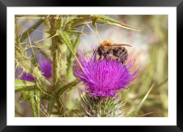 Bee on thistle plant Framed Mounted Print by Kevin White
