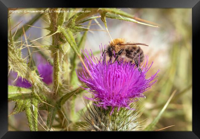 Bee on thistle plant Framed Print by Kevin White