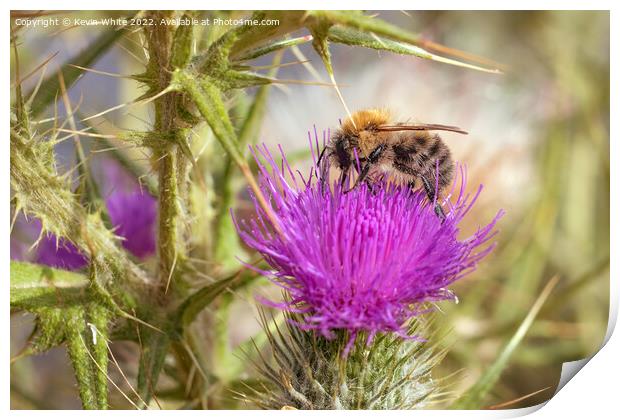 Bee on thistle plant Print by Kevin White
