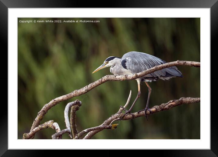 Grey Heron out hunting Framed Mounted Print by Kevin White