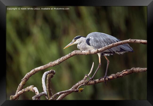 Grey Heron out hunting Framed Print by Kevin White