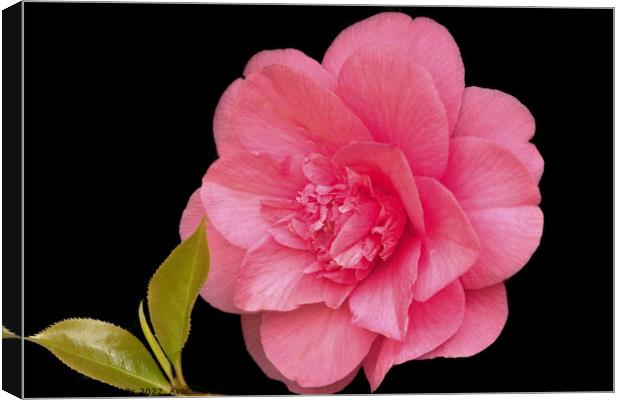 Double Pink Camelia Canvas Print by Sally Wallis