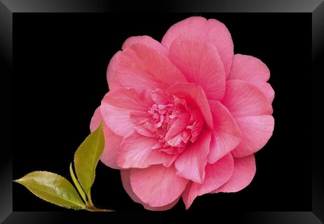 Double Pink Camelia Framed Print by Sally Wallis