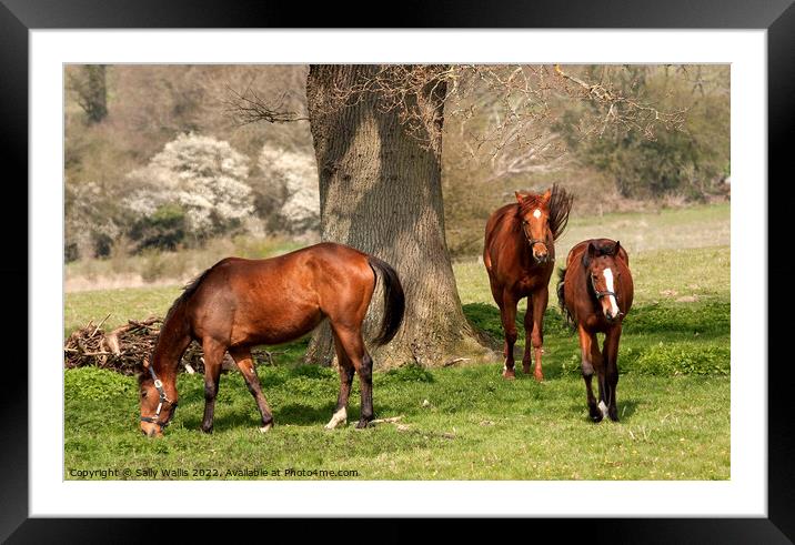 Three chestnut mares Framed Mounted Print by Sally Wallis