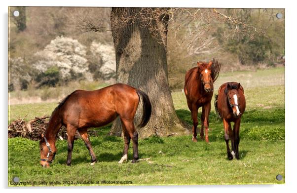 Three chestnut mares Acrylic by Sally Wallis