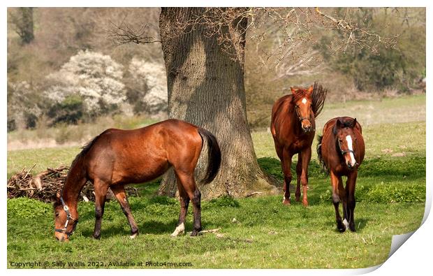 Three chestnut mares Print by Sally Wallis