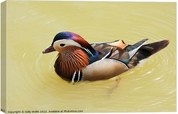Brightly colored Mandarin Duck Canvas Print by Sally Wallis