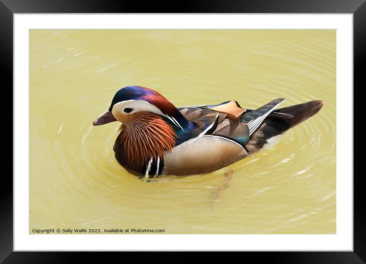 Brightly colored Mandarin Duck Framed Mounted Print by Sally Wallis