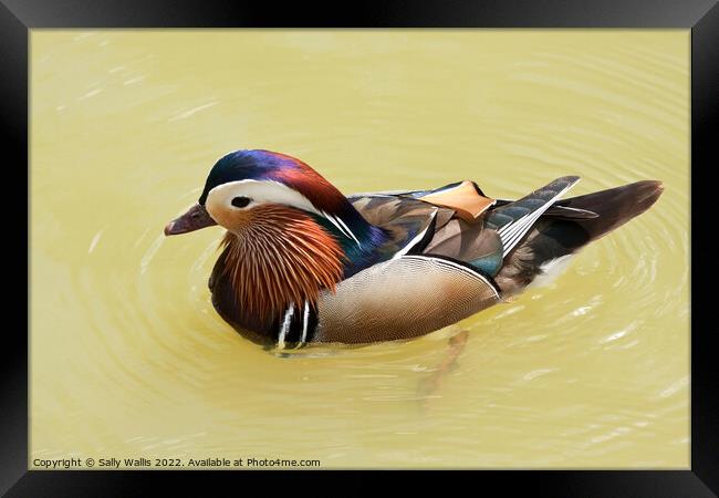 Brightly colored Mandarin Duck Framed Print by Sally Wallis