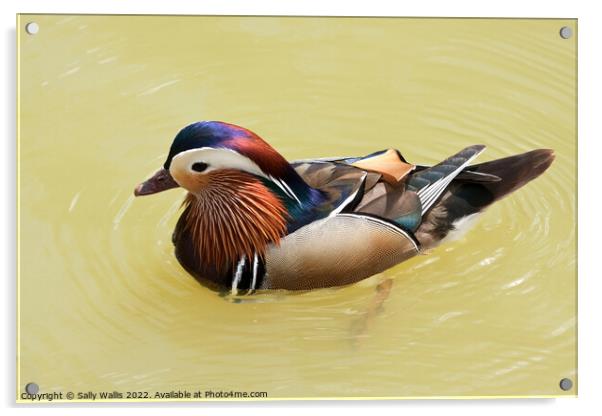 Brightly colored Mandarin Duck Acrylic by Sally Wallis
