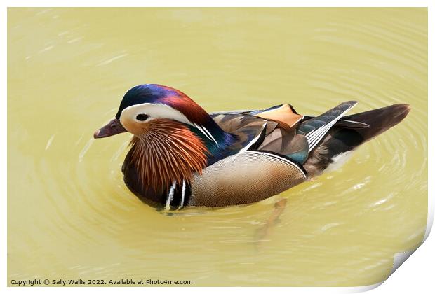 Brightly colored Mandarin Duck Print by Sally Wallis