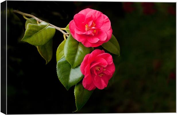 Two Dark Pink Camelias Canvas Print by Sally Wallis