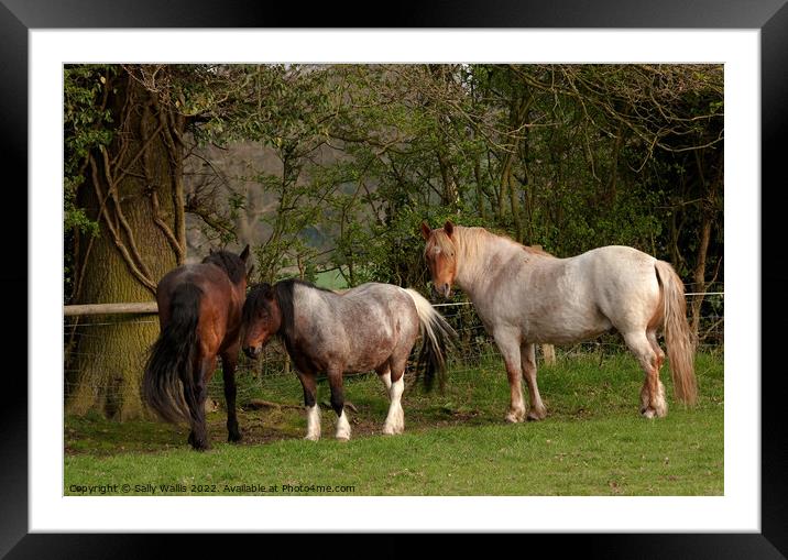 Retired Horses & Pony Framed Mounted Print by Sally Wallis