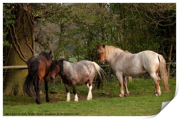 Retired Horses & Pony Print by Sally Wallis