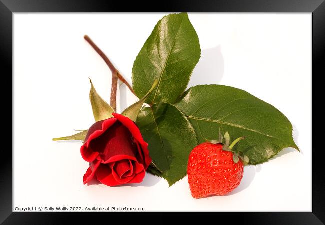 Single red rose with strawberry Framed Print by Sally Wallis