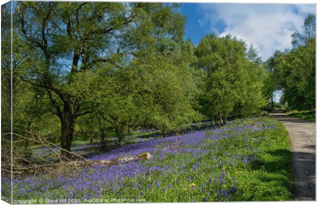 Sunlit Bluebell Wood. Canvas Print by Steve Gill