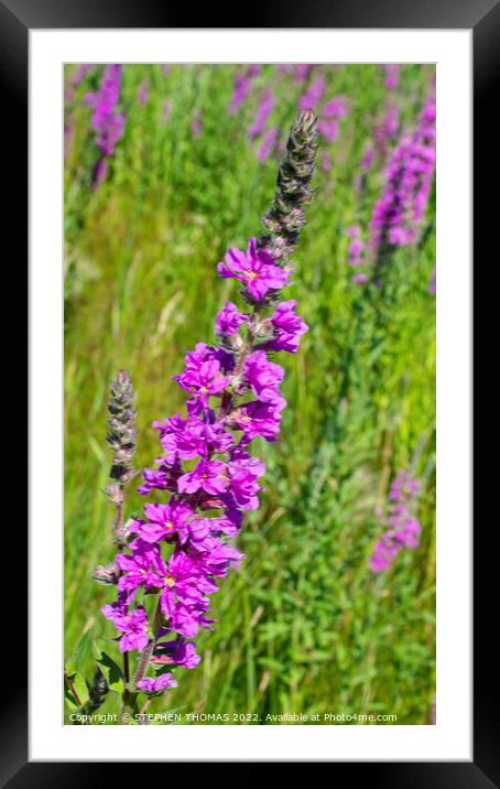 Purple Loosestrife Framed Mounted Print by STEPHEN THOMAS