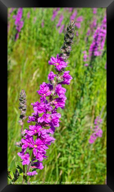 Purple Loosestrife Framed Print by STEPHEN THOMAS