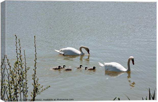 family of swans with cygnets Canvas Print by Sally Wallis