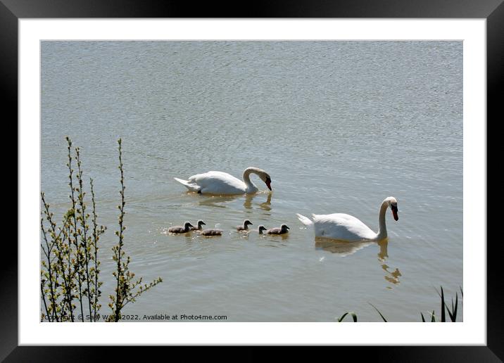 family of swans with cygnets Framed Mounted Print by Sally Wallis